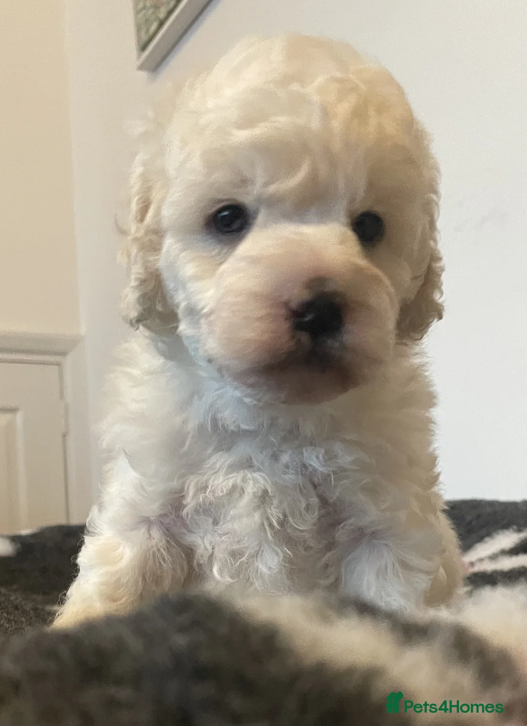 Miniature Poodle dogs for sale: Gorgeous Miniature Poodle puppies - Advert 14