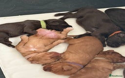 Cockapoo dogs for sale: Last boy ready to leave day b4 the big man comes  - Image 3