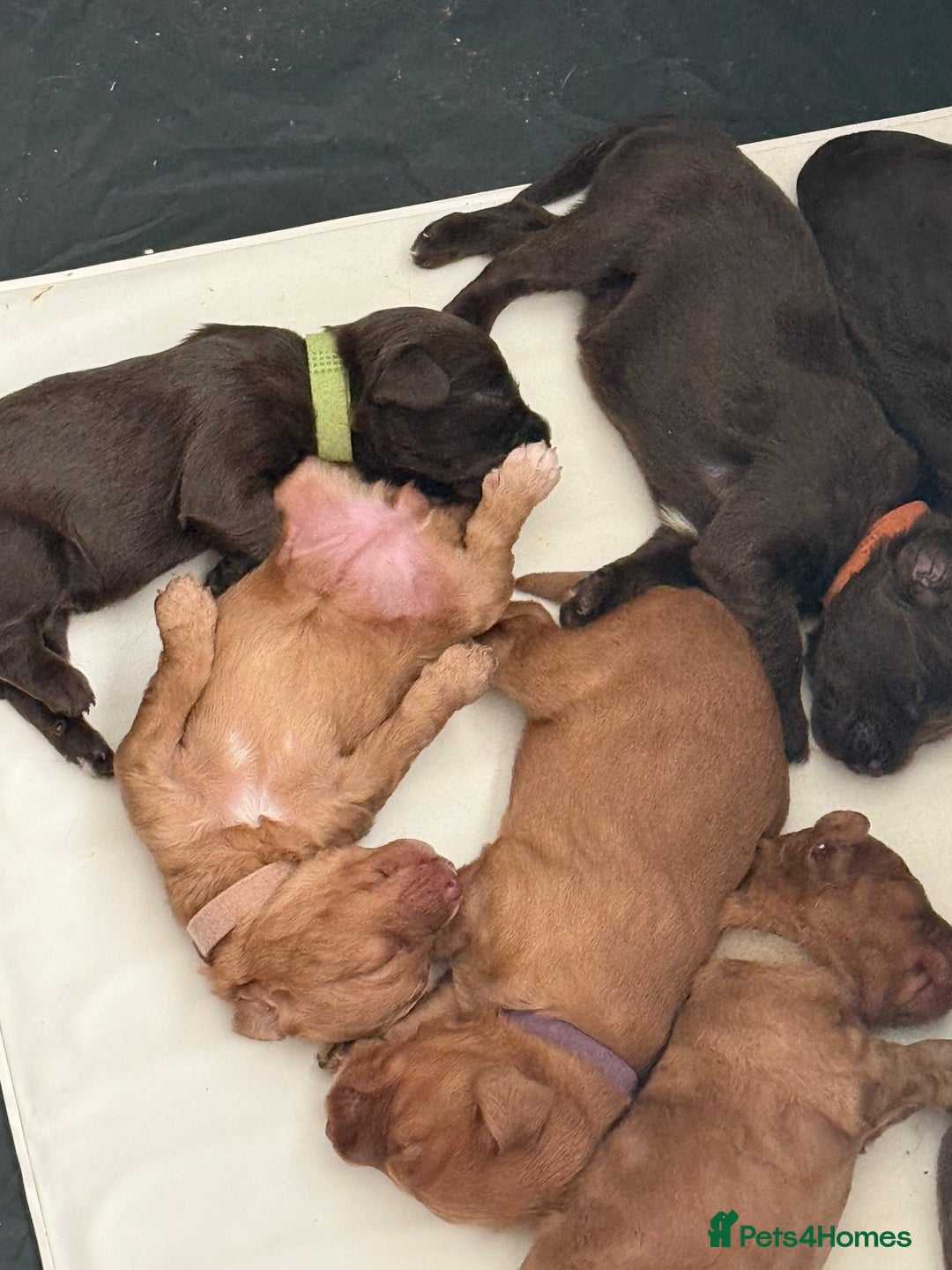 Cockapoo dogs for sale: Last boy ready to leave day b4 the big man comes  - Image 3