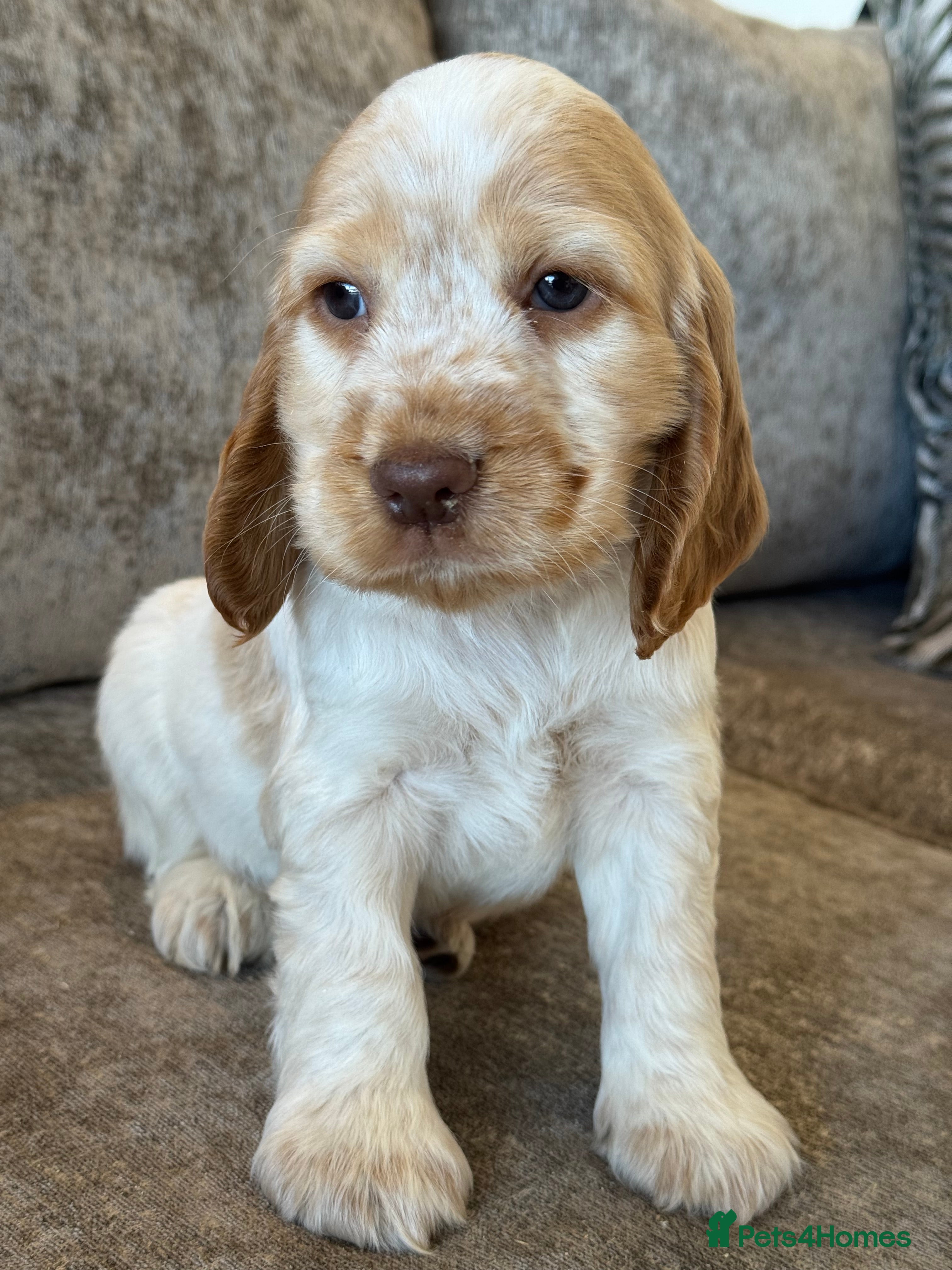 Cocker Spaniel dogs 100% SHOWTYPE KC REGISTERED COCKER SPANIELS - Advert 2