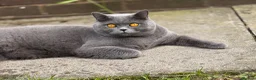 British Shorthair cats for sale: Pedigree Adult male British short blue hair cat  - Advert 5
