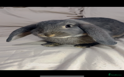 French Lop rabbits for sale: Lovely bunny for rehoming.  - Image 3