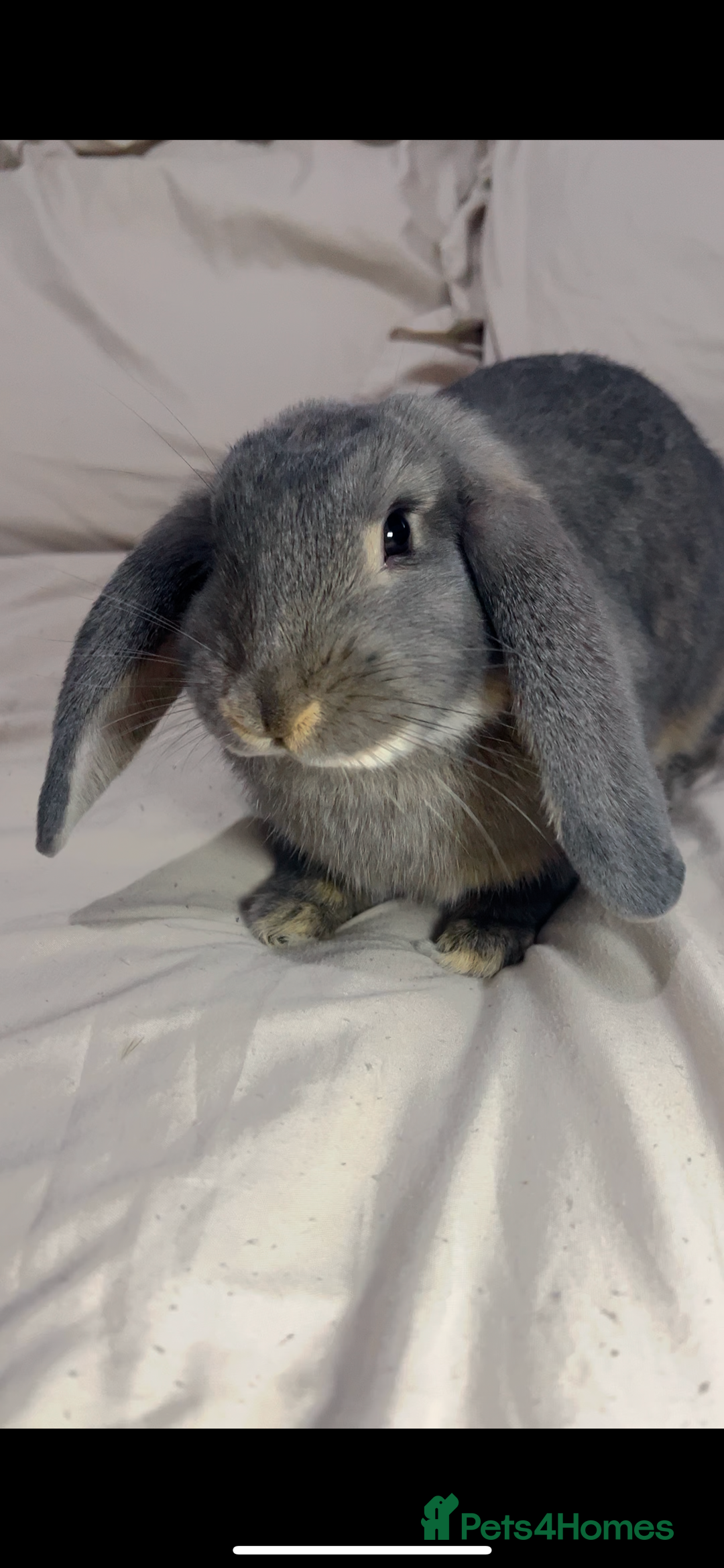 French Lop rabbits for sale: Lovely bunny for rehoming.  - Image 3
