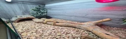 Bearded Dragon reptiles for sale: Lovely temperament one yr old Bearded dragon & viv in Romford - Advert 3