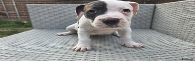 Malachi