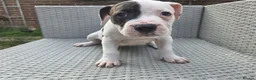 Staffordshire Bull Terrier dogs for sale: Beautiful Long-legged Staffy Puppies  in Dartford - Advert 7