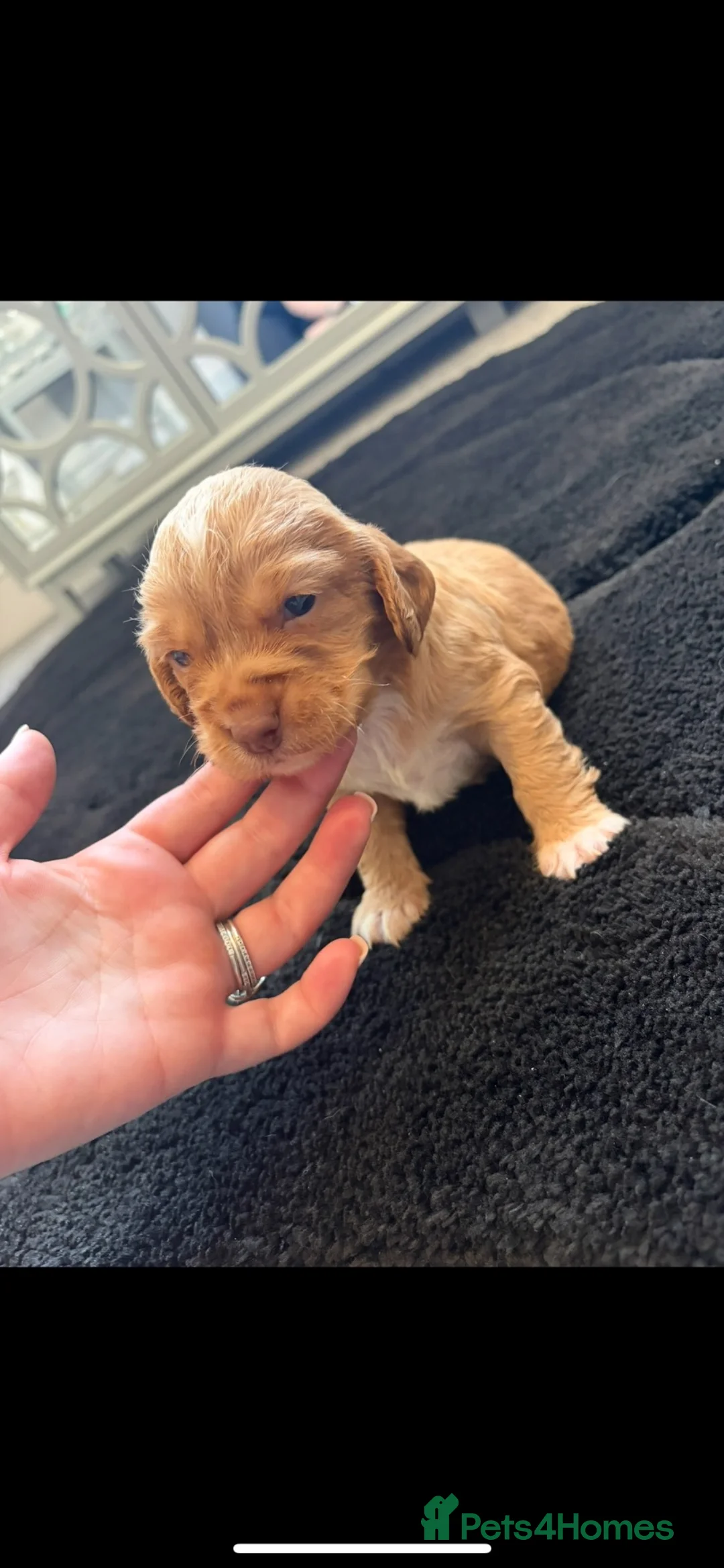 Cocker Spaniel dogs for sale: 4 girl cocker spaniels  - Advert 13