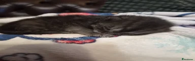 Mixed Breed Kitten 2