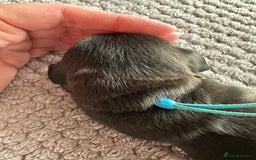 Miniature Dachshund dogs for sale: Stunning litter of 4 KC Reg puppies  - Image 9