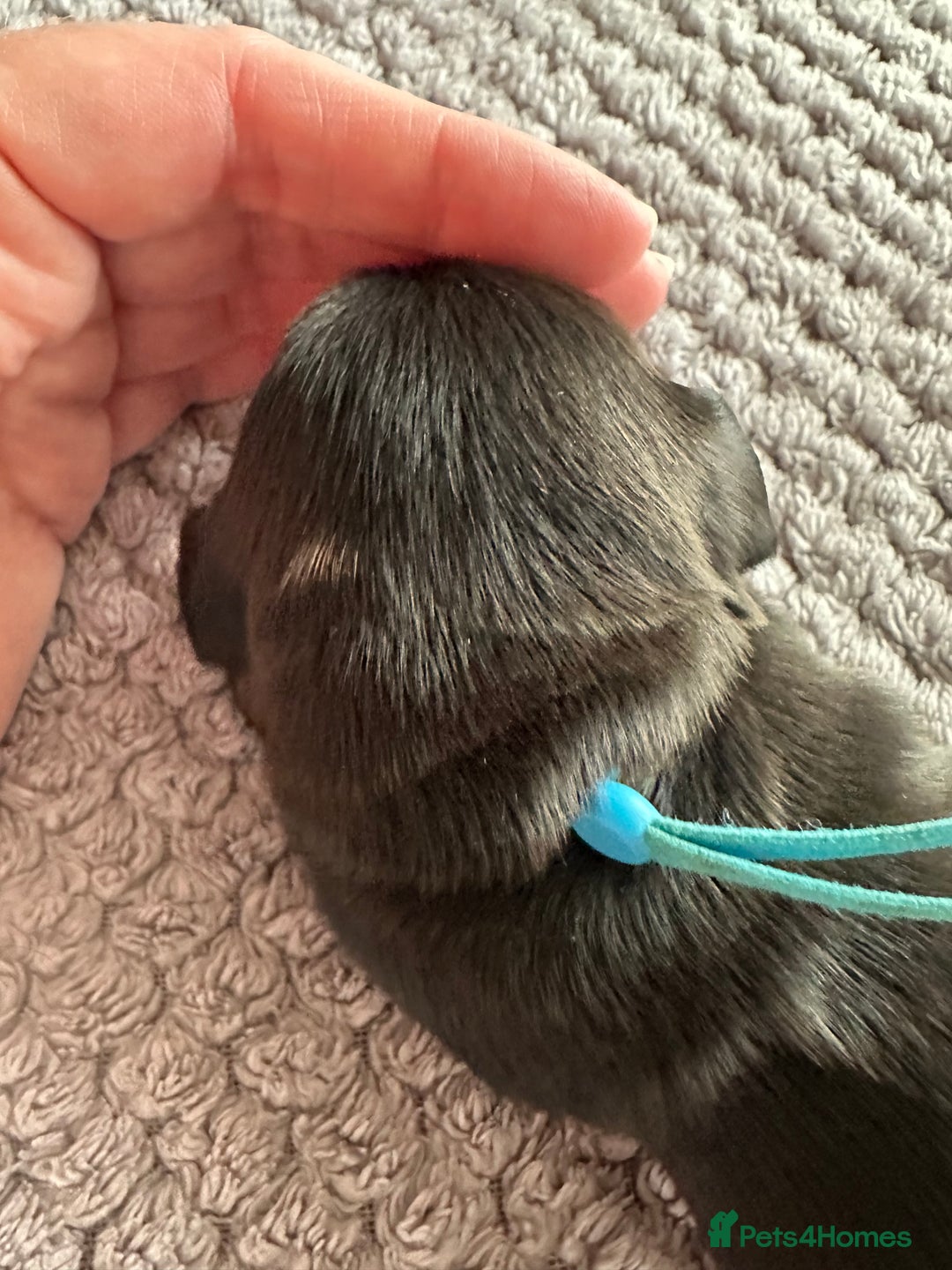 Miniature Dachshund dogs for sale: Stunning litter of 4 KC Reg puppies  - Image 9