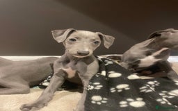 Whippet dogs for sale: 4 left, KC registered blue whippet puppies  - Image 17