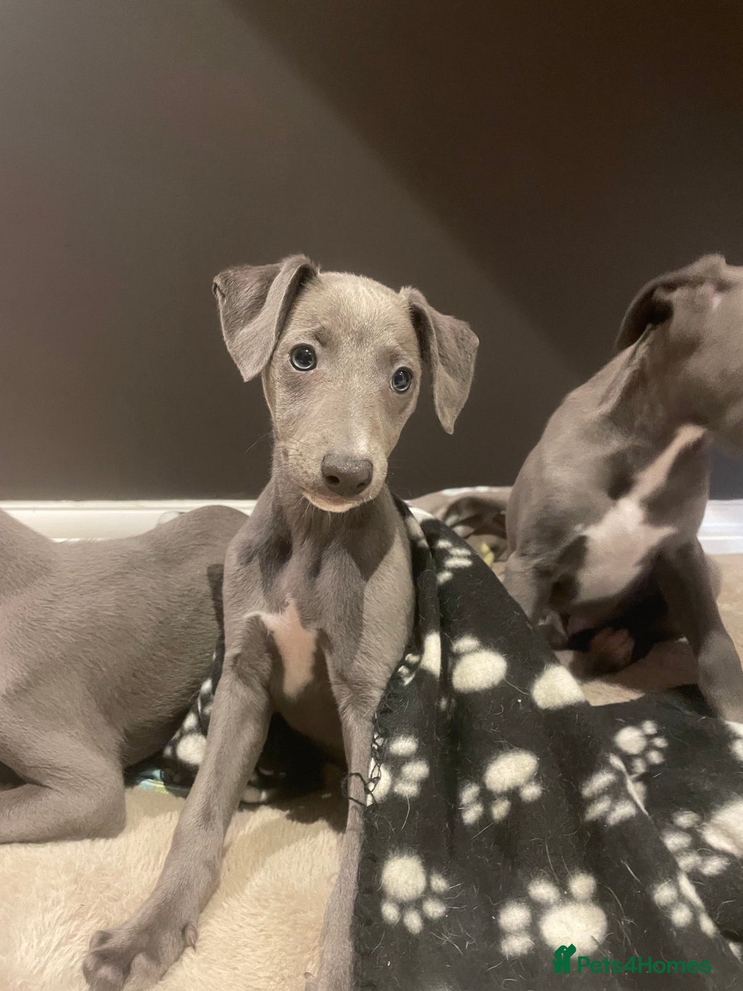 Whippet dogs for sale: 4 left, KC registered blue whippet puppies  - Image 17