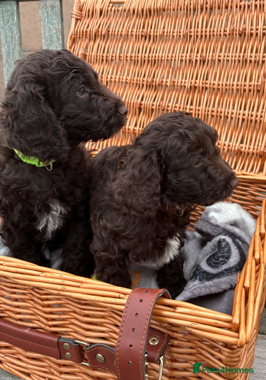 Cockapoo dogs for sale: Gorgeous cockapoo puppies  - Image 6