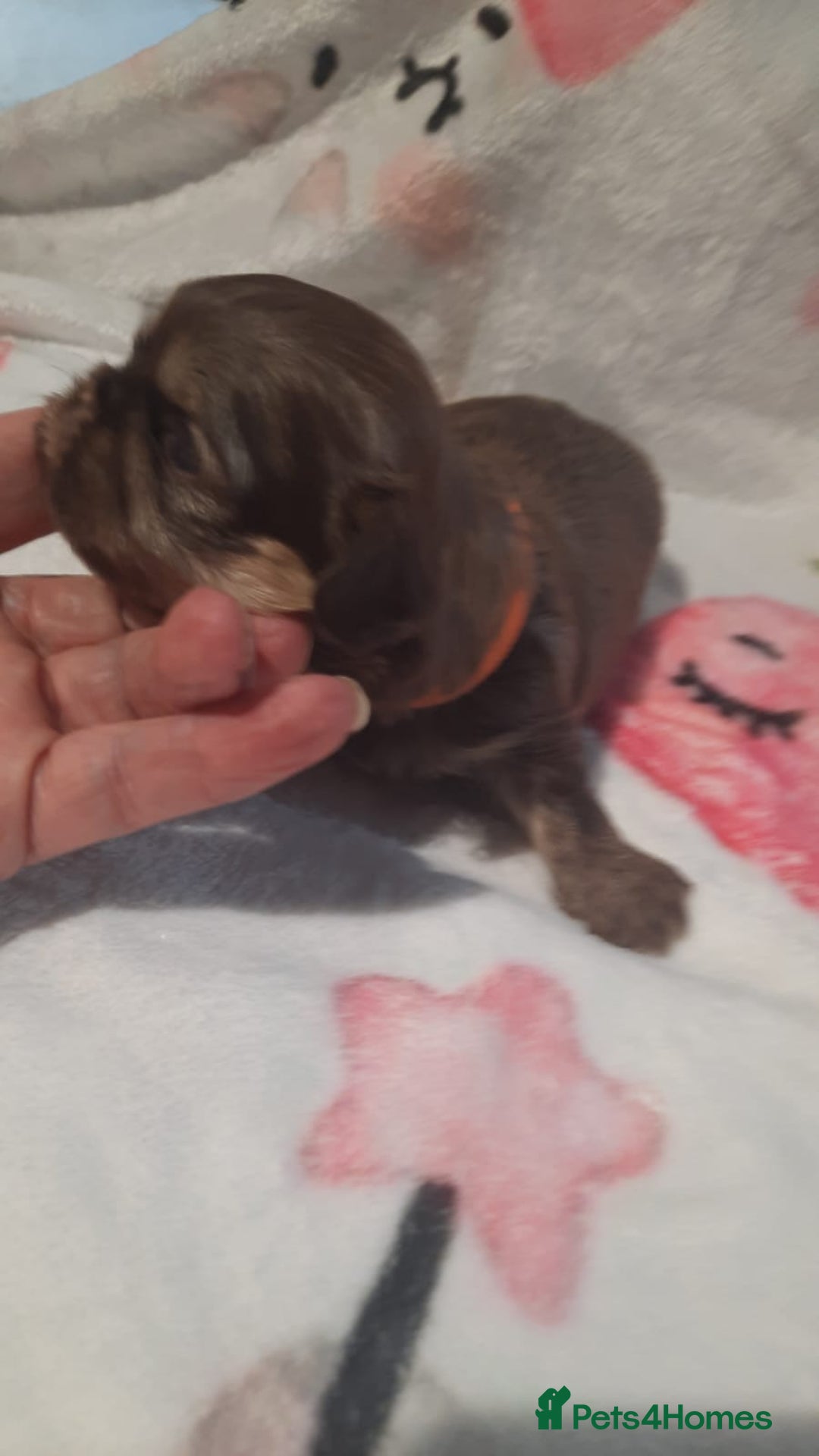 Shih Tzu dogs for sale: KC Registered Imp Shihtzu pups - Image 23