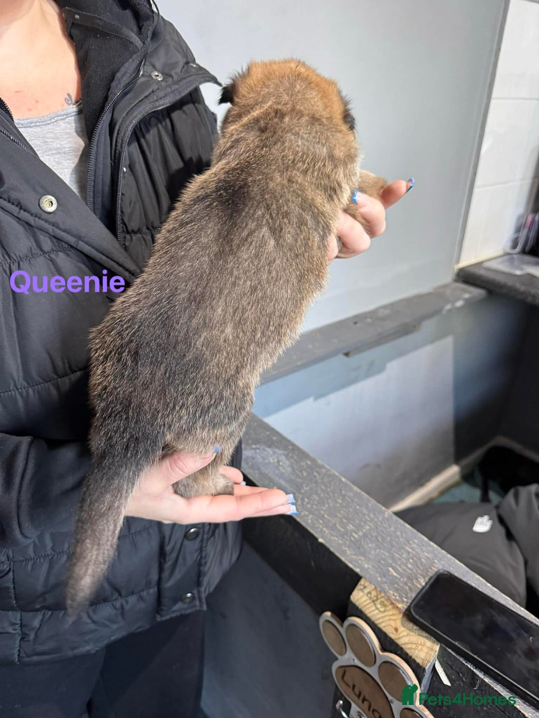 German Shepherd dogs for sale: German shepherd - Advert 11