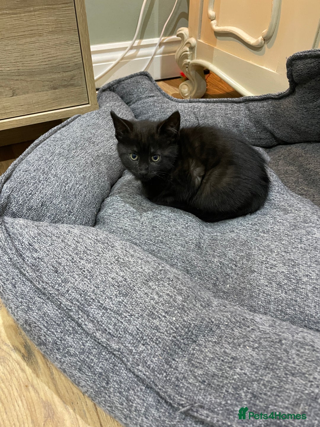 Mixed Breed cats for sale: 2 beautiful little girls - Advert 9