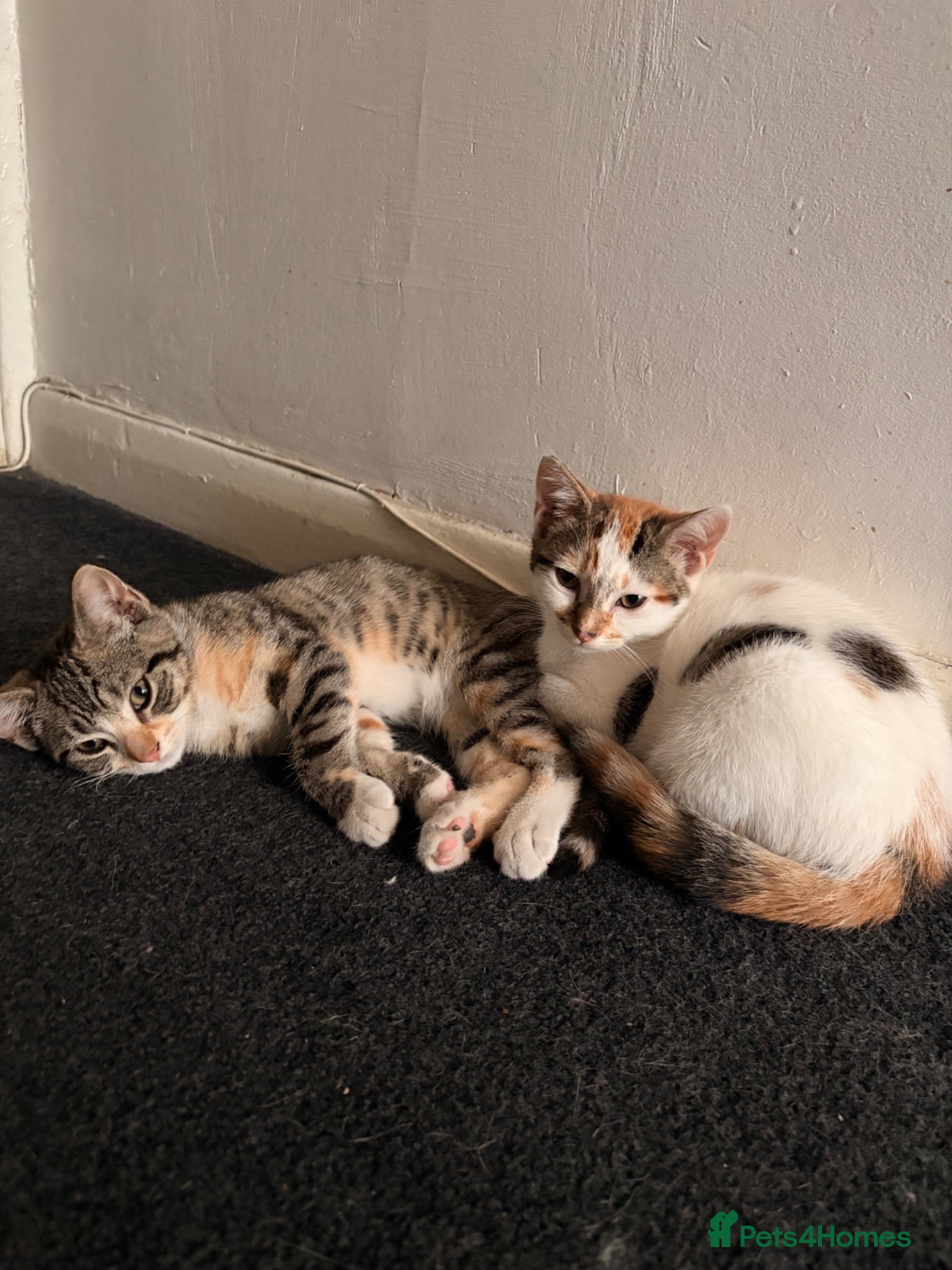 Domestic Shorthair cats 2 female kittens - READY TO LEAVE   - Advert 18