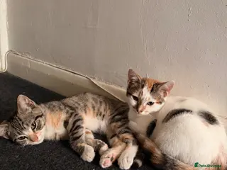 Domestic Shorthair cats 2 female kittens - READY TO LEAVE - Advert 18