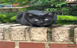 Mixed Breed cats for sale: Two litters of kittens available - Image 5