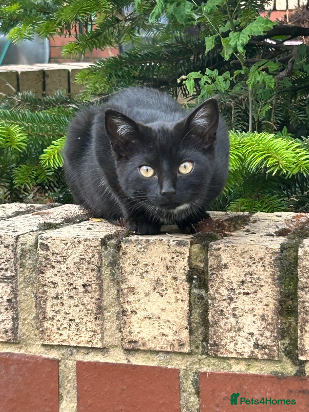 Mixed Breed cats for sale: Two litters of kittens available - Image 5
