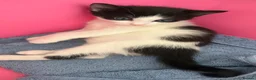 European cats for sale:  Two Kittens Looking for loving Home! 🏡❤️ - Advert 15