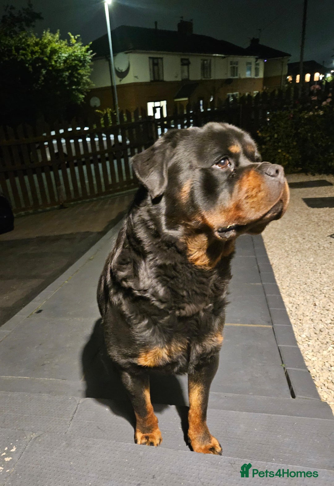 Rottweiler dogs for sale: Rottweiler male Top quality  - Advert 1