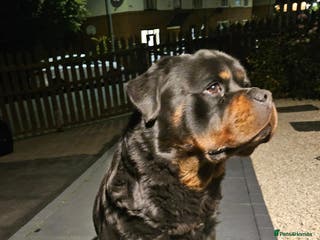 Rottweiler dogs Rottweiler male Top quality - Advert 1
