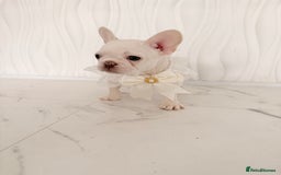French Bulldog dogs for sale: Stunning platinum and lilac fawn boys and girls - Image 30