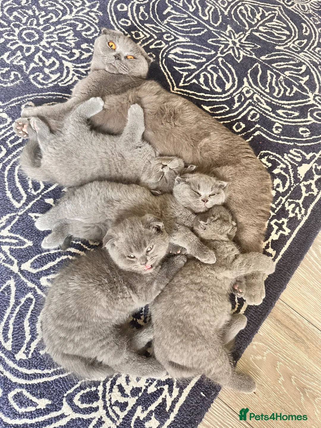 Scottish Fold cats for sale: Beautiful quarter Scottish Fold/ 3/4 BSH in Harrow - Advert 1
