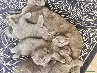 Scottish Fold cats Beautiful quarter Scottish Fold/ 3/4 BSH - Advert 1