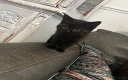 British Shorthair cats for sale: British blue crosses - Image 3