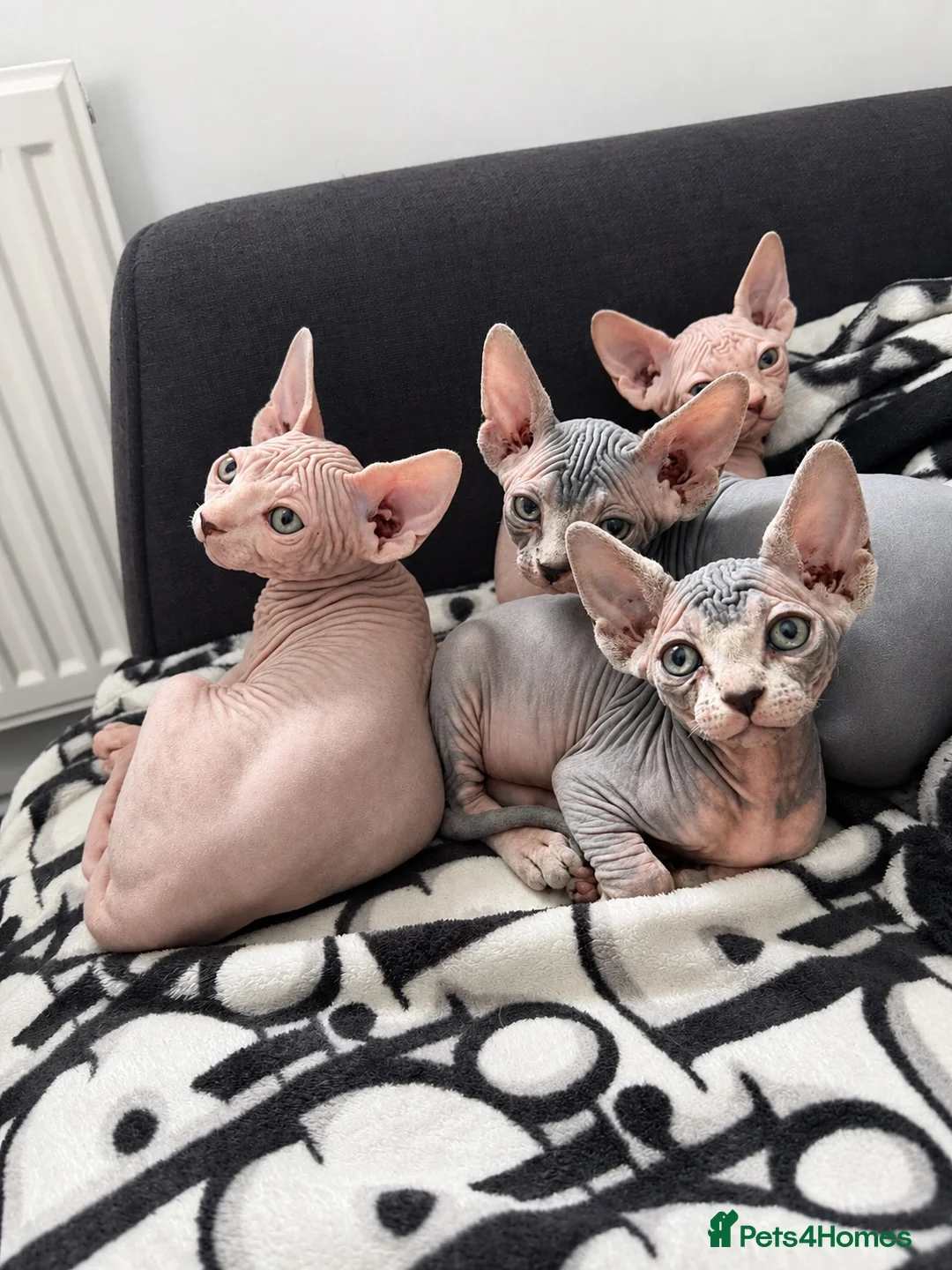 Sphynx cats for sale: Pedigree Sphynx Kittens -TICA- HCM4 N/N - Advert 1
