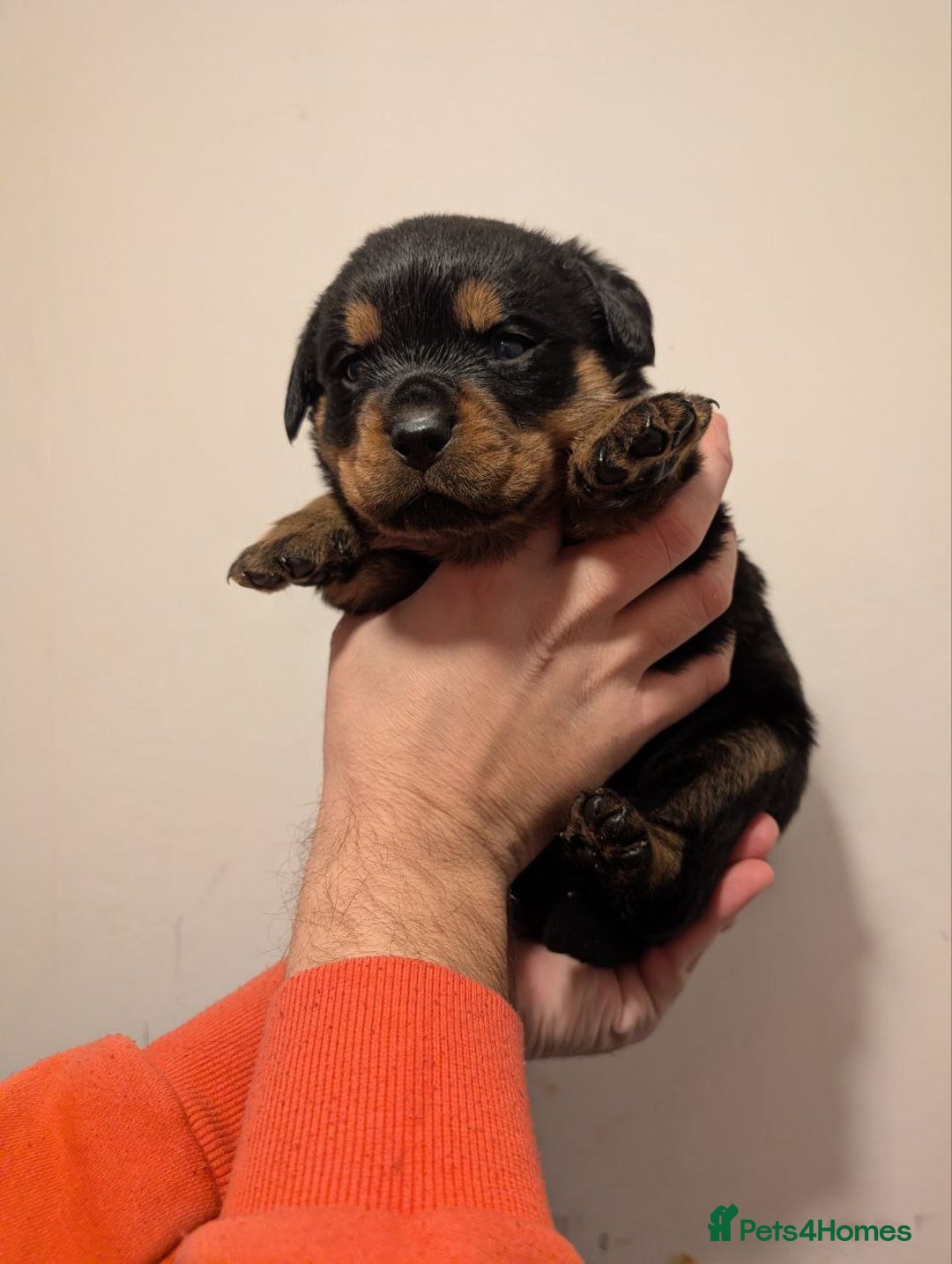 Rottweiler dogs for sale: 🐶 KC Rottweiler Puppies – German ADRK Bloodlines - Advert 30