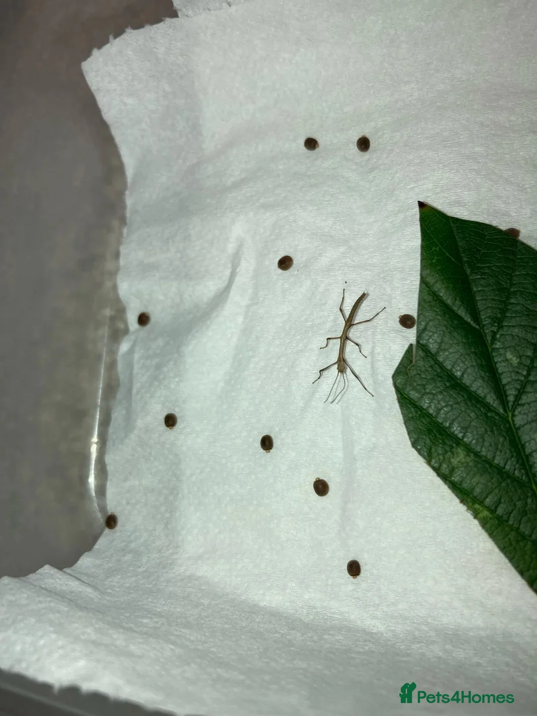 Stick Insects invertebrates for sale: Indian stick insect Carausius morosus nymphs eggs - Advert 1