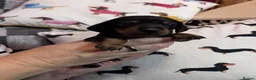 Dachshund dogs for sale: Beautiful mini Dachshunds  - Advert 3