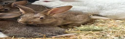 New Zealand rabbits for sale: New Zealand babies  - Advert 5
