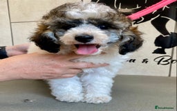 Toy Poodle dogs for sale: Gorgeously Pedigree Toy Poodle Babies - Image 13