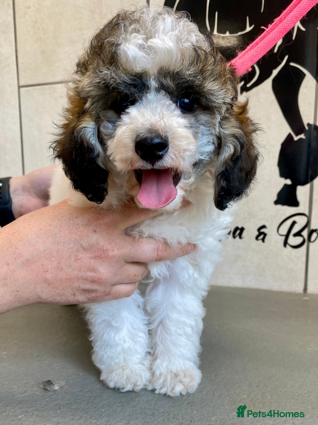 Toy Poodle dogs for sale: Gorgeously Pedigree Toy Poodle Babies - Image 13