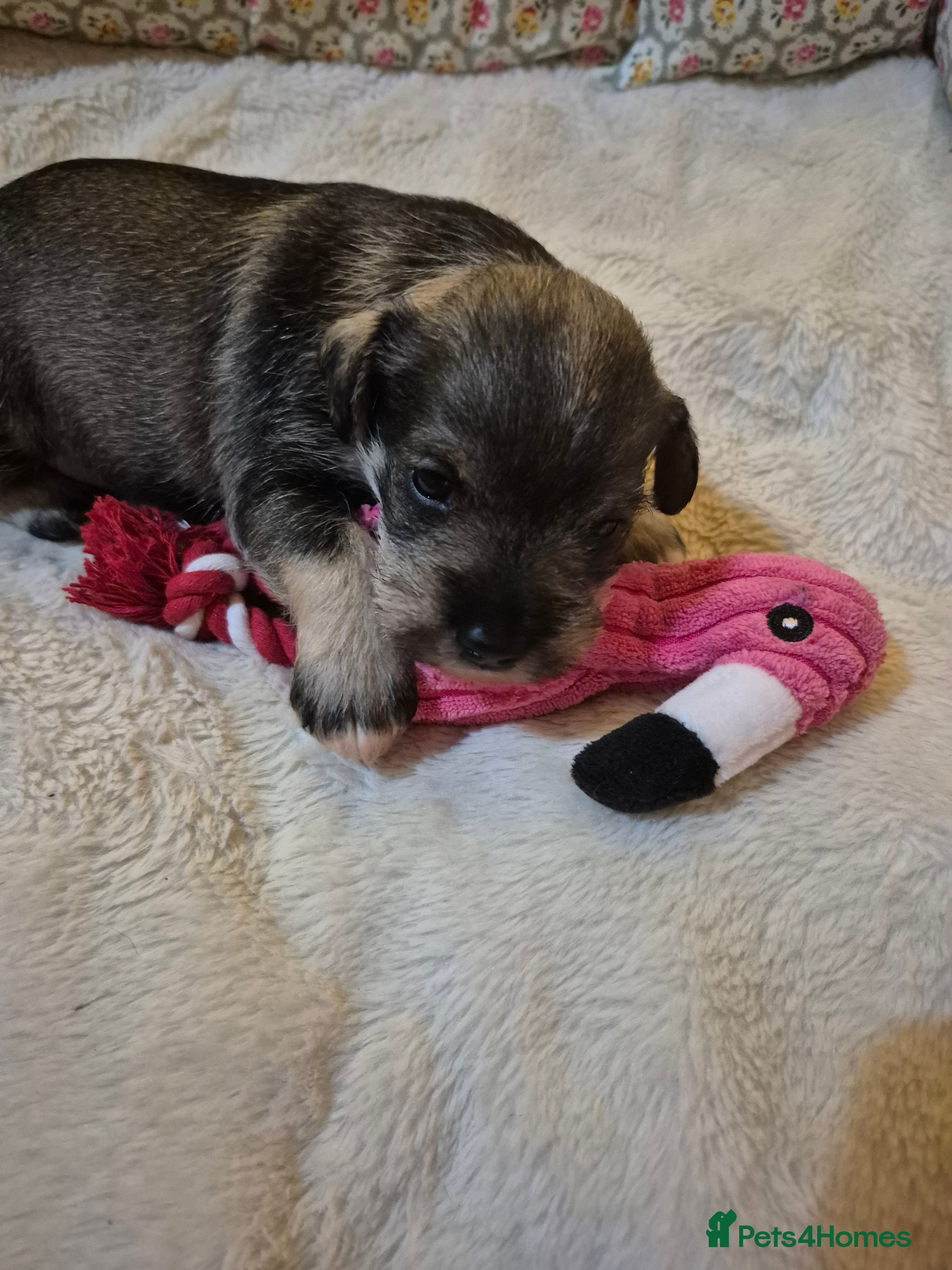 Miniature Schnauzer dogs Adorable Princess Miniature Shnauzer  - Advert 3
