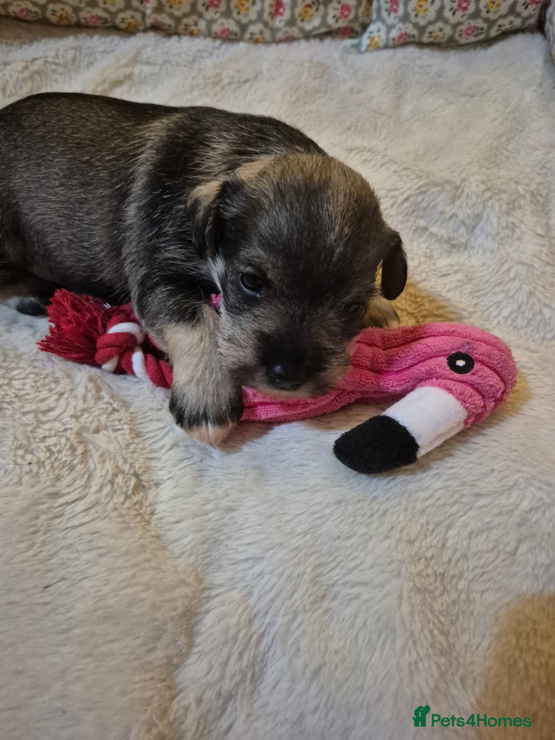 Miniature Schnauzer dogs for sale: Adorable Princess Miniature Shnauzer  - Advert 1