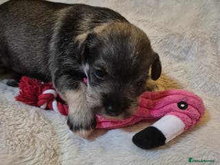 Miniature Schnauzer dogs Adorable Princess Miniature Shnauzer - Advert 4