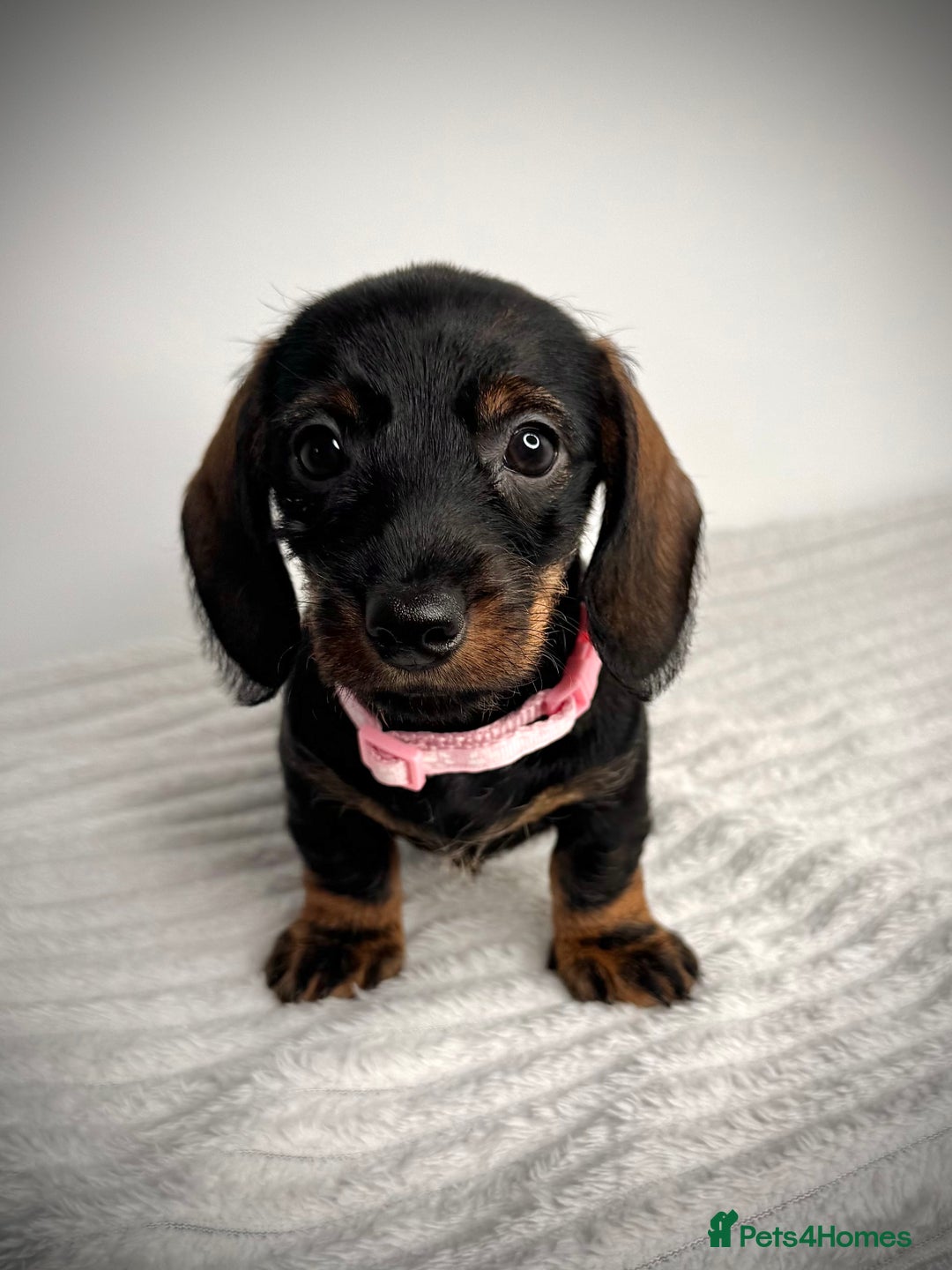 Miniature Dachshund dogs for sale: KC Reg Wire Haired Miniature Dachshund Puppies  - Advert 21