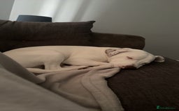 Staffordshire Bull Terrier dogs for stud: Staffordshire terrier cross for stud - Image 3