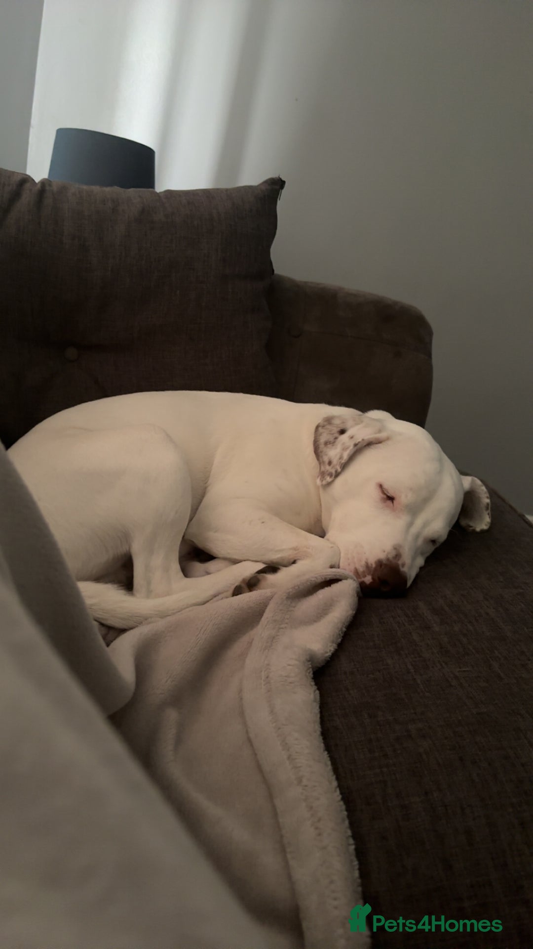 Staffordshire Bull Terrier dogs for stud: Staffordshire terrier cross for stud - Image 3