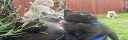 British Shorthair cats for sale: Exceptional BritishShorthair Kittens  - Advert 3