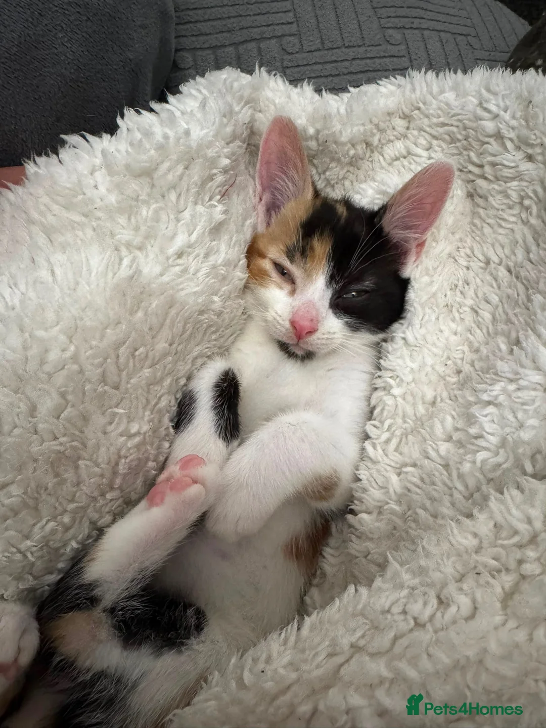 Domestic Shorthair cats for sale:  Loving Home Needed for a Beautiful Calico Kitten - Advert 2