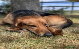 Mixed Breed dogs for adoption: Jeff is looking for the best forever home  - Image 4