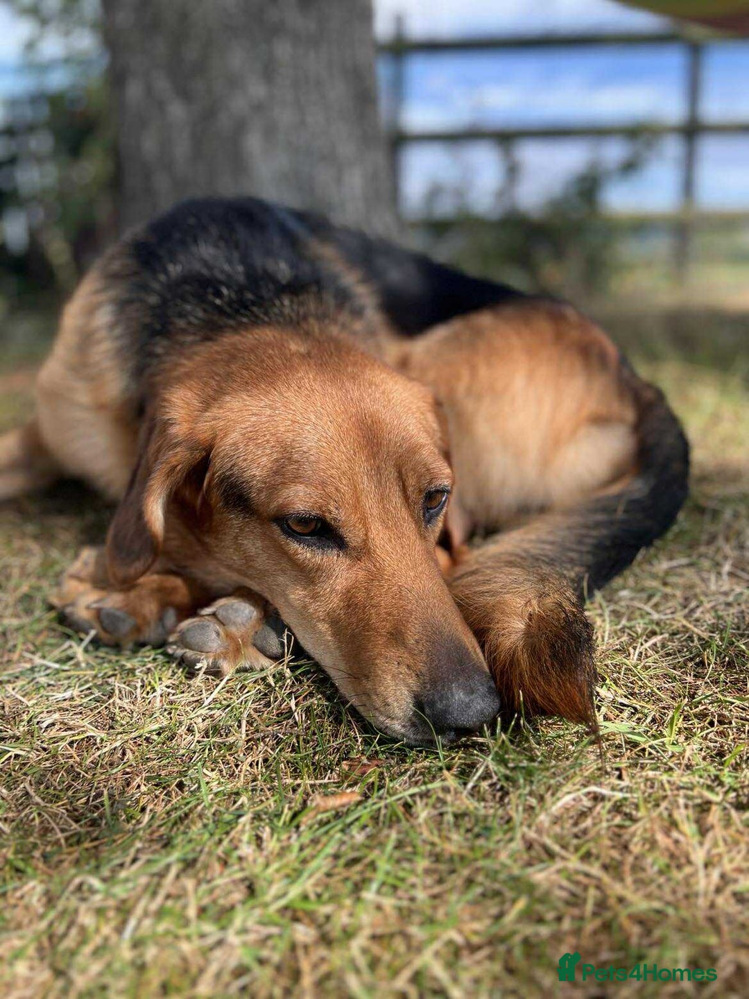 Mixed Breed dogs for adoption: Jeff is looking for the best forever home  - Image 4