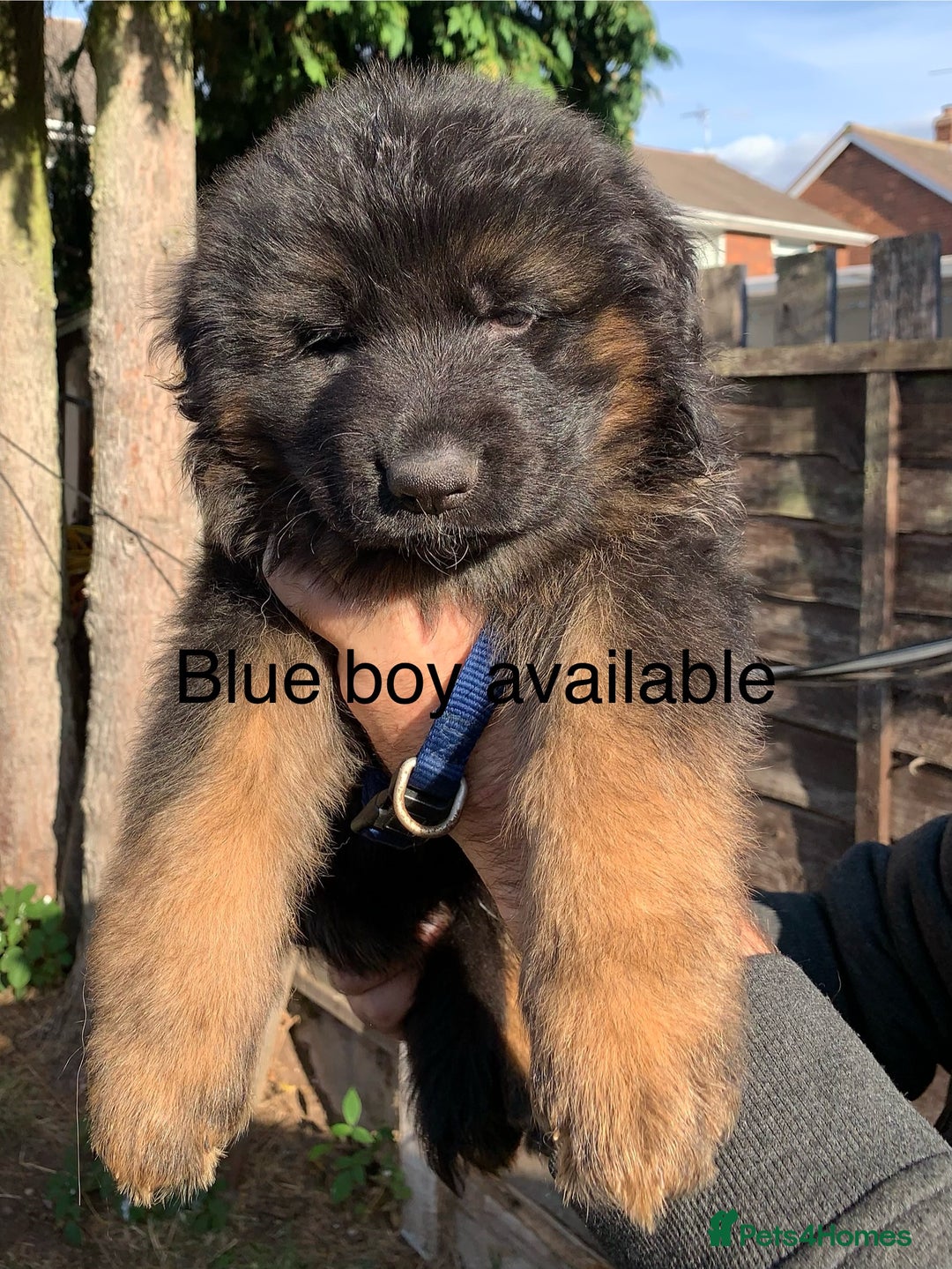 German Shepherd dogs for sale: Long Haired GSD Puppies. Only 1 boys LEFT!  - Image 39