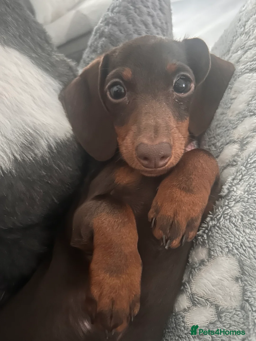 Miniature Dachshund dogs for sale: Miniature Tiny Chocolate Girl Dachshund  - Advert 3